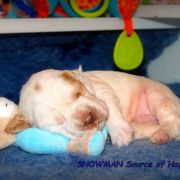 SNOWMAN Source of Happiness FCI