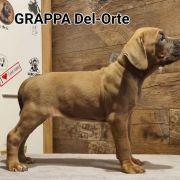GRAPPA