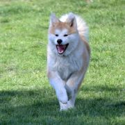 KAGAMI Go Akai Kitsune