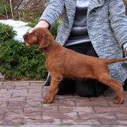 VALENTINO VELVET Unique Reds (FCI)