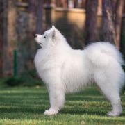 Polar Mist White Star Don Juan 