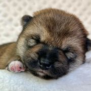 DENJI the Scarlet Hill