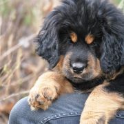 FURORA Mistic Mastif