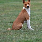 Butebo Chanzo Cha Nile