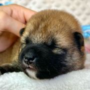 DAITO the Scarlet Hill