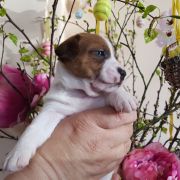 Ashanti Winged Guardians FCI 