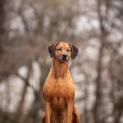FAHARI MOYO Uzuri Ridge
