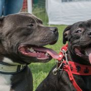 Sammael Asgard Staff