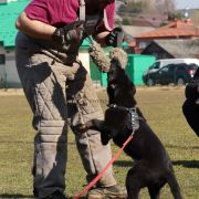 DAKOTA vom Peiner Burgpark