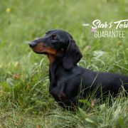 Star's Tori Guarantee