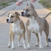 DS REBEL HEART OFF PROZAK 