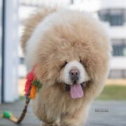 Vadim NGAU DYNASTY MASTIF WAY