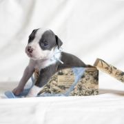 MOONLIGHT Zealous Heart 