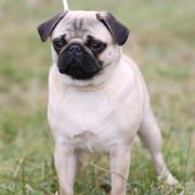 CLEO Chow IN the fog FCI