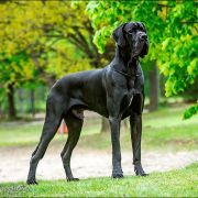 VALENTINO Margarejro FCI