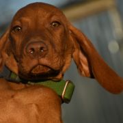 Ice VINGLDOG 