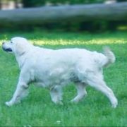 Viva Viktoria mira Wild West Gang