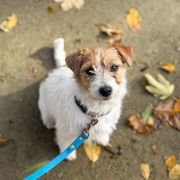 ZOE Royal Terrier (FCI)