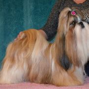 RADJA QUEEN Z Kojca Coli