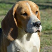 AMAZING SUCCESS VANESSA DARLING JOY