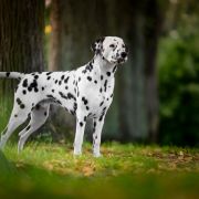 Alphadirato Surprise Me (Semmy)