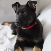 DAKOTA vom Peiner Burgpark