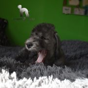 PEGASUS Diamond Lamb 4