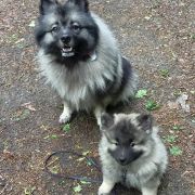 Pow Wow Shadow z Collarium