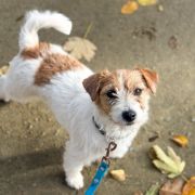 ZOE Royal Terrier (FCI)