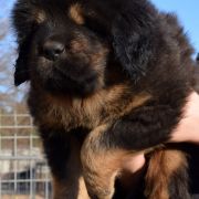 DRAGE SAPHIRA Airawata