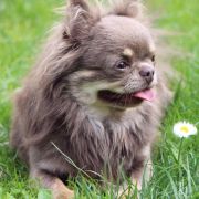 ASTRA VITUS RUS STYLE VIP COLLECTION 