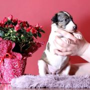 NOBLE NIDA Impuls i Splendor