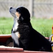 AMDROMEDA Sesto Senso 