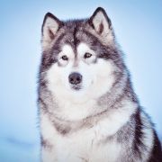 Amank Enisey Allegra 