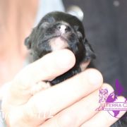 Chiyoko in Terra Civis 