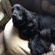 Veralis Star Club Merlin Magic