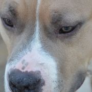 HOME BOY RED PEARL IN GINGER 