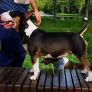 FARIS Sweet Bullopont