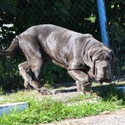 DANIELLA DEL' BOSCO FOLTO