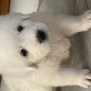 U Hodowla Markus FCI