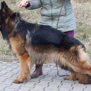 KMINEK z Zielonego Ursynowa Poland FCI