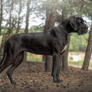 GATTUSO La Componella