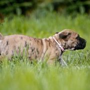 CLEOPATRA DOLCE VENDETTA FCI 