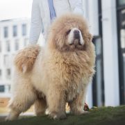 Vadim NGAU DYNASTY MASTIF WAY