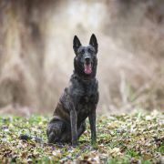 Bahama Black Beck Herders 