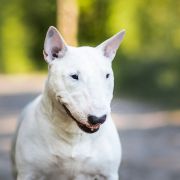 DOLCE STELLA FRIEND OF MINE