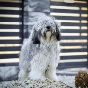 AMIRA z Hordy Gabriela