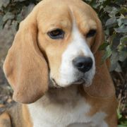 JENNY JESSIE DARLING JOY