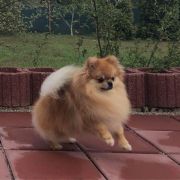 MAJESTAS VESTRA ULTIM