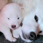 SHANTII SUPER STAR Small Silver FCI 